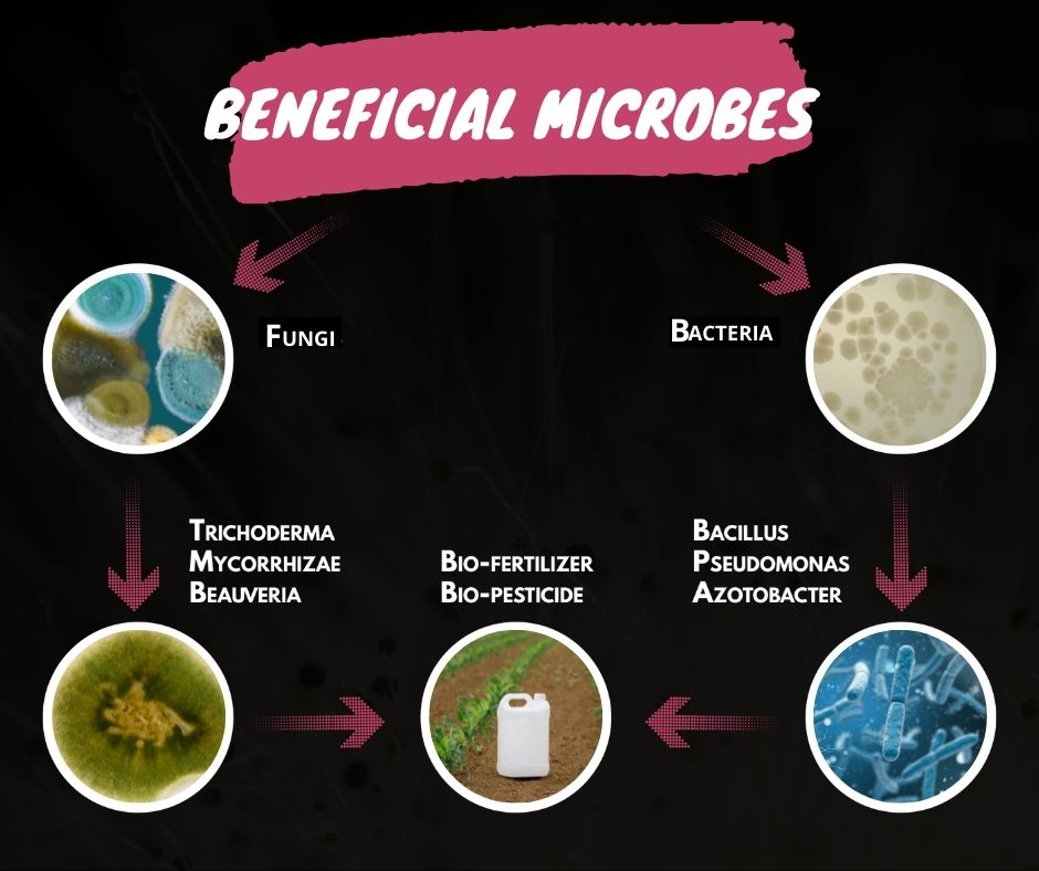 beneficial microbes