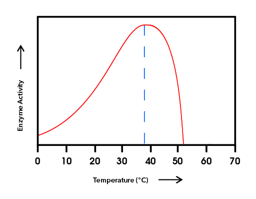 What Is The Effect Of Low Temperature On Enzyme Activity