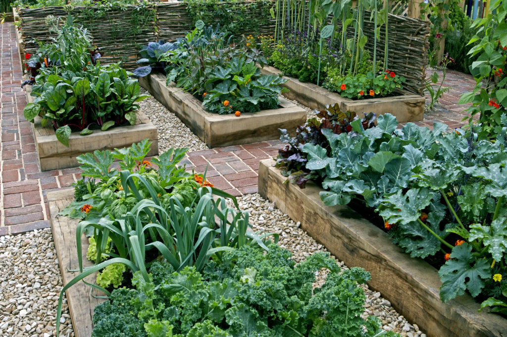 edible vegetable garden