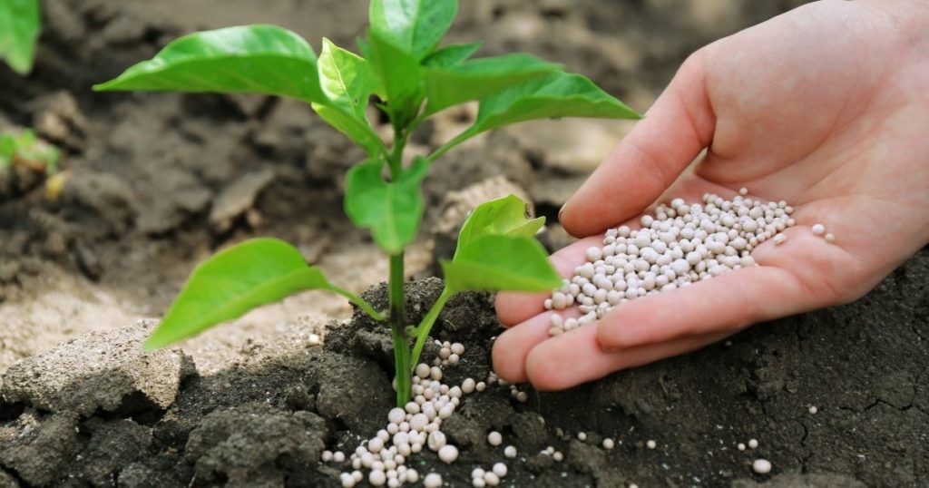 plant fertilizer 