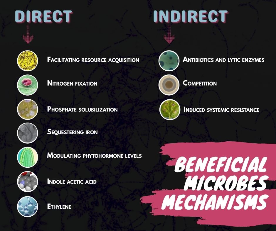 Beneficial microbes mechanisms