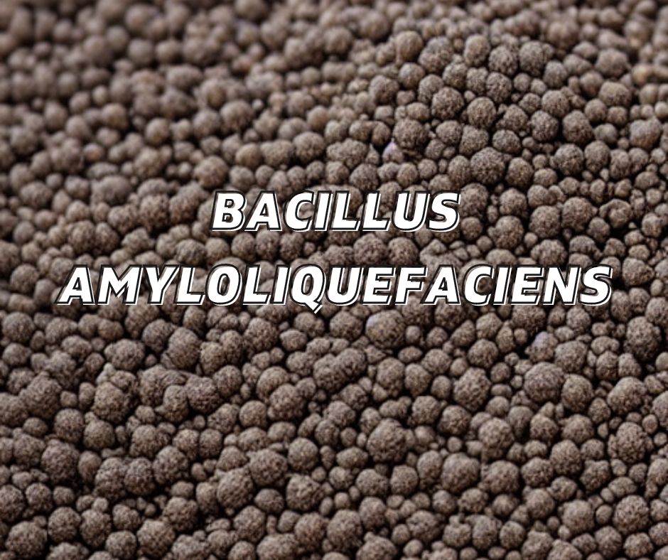 bacillus amyloliquefaciens for plant growth