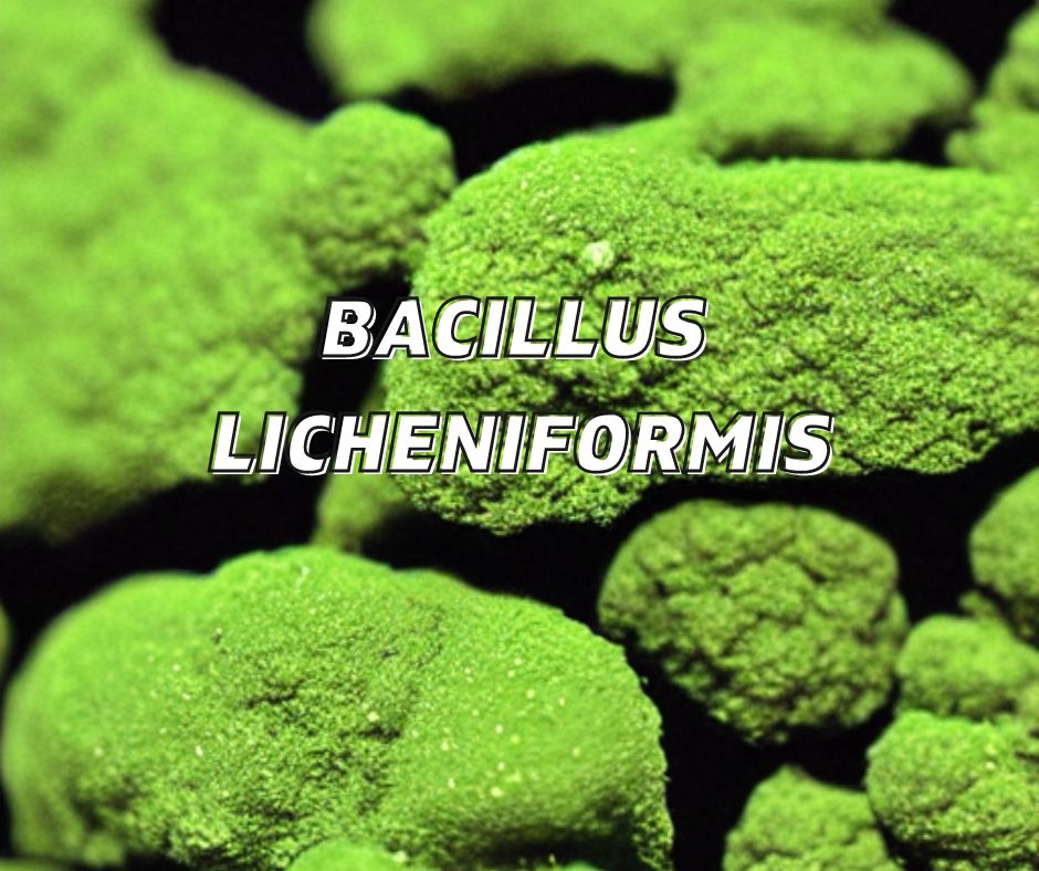 bacillus licheniformis for plant growth