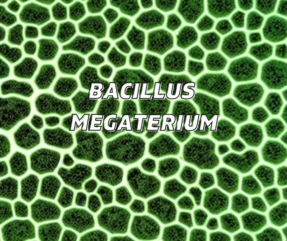 bacillus megaterium for plant growth
