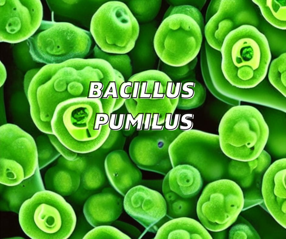 bacillus pumilus for plant growth